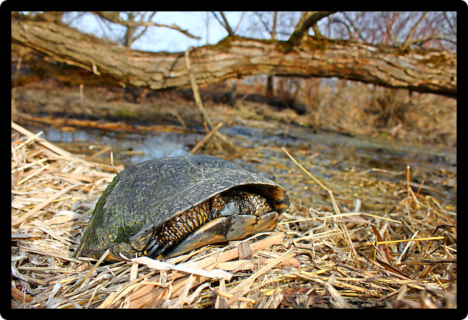 Blandings Turtle (Emydoidea blandingii) is considered an endangered species in the state of Illinois.