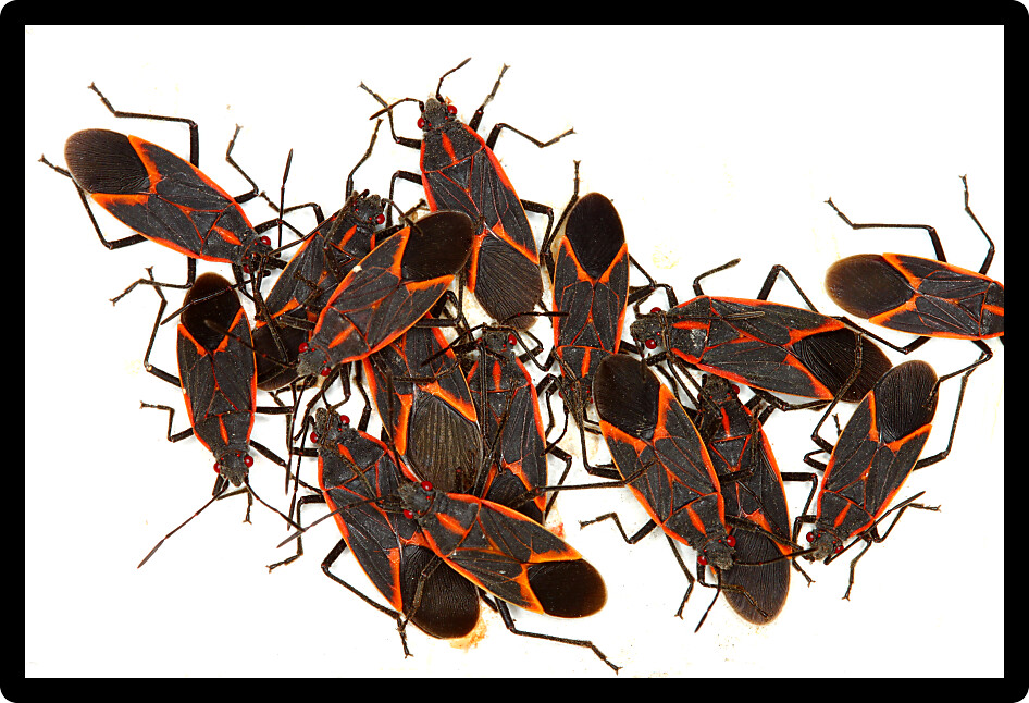 Gathering of Boxelder Bugs (Boisea trivittata) on a spring day in Illinois.