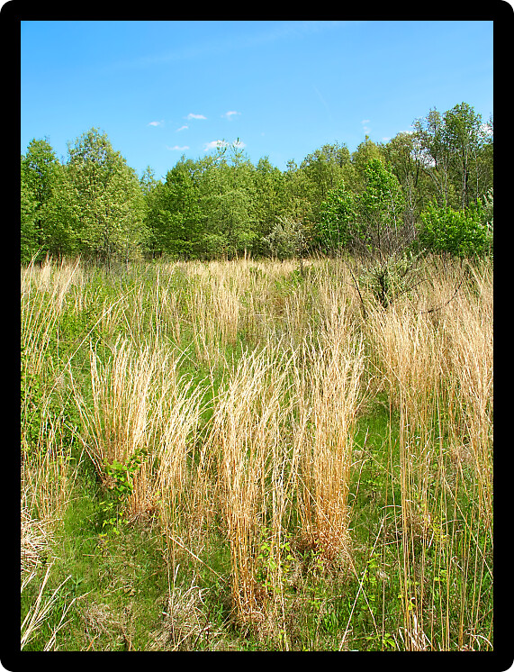 Prairie scene at Braidwood Dunes and Savanna Nature Preserve in northern Illinois.