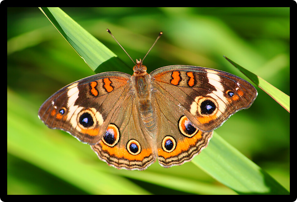 Buckeye Butterfly (Junonia coenia) inhabiting northern Illinois.