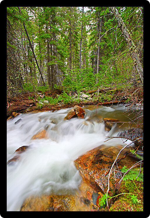 Rapids of Bucking Mule Creek in the Bighorn National Forest of Wyoming.