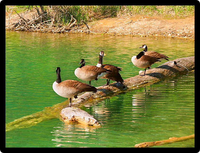 Canada Geese (Branta canadensis) sit on a log at Spencer Conservation Area in Illinois.