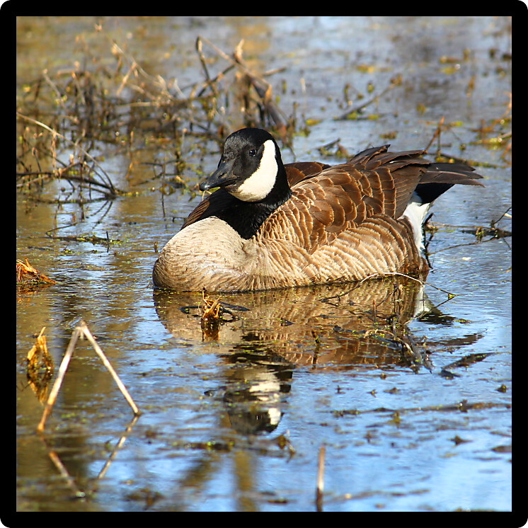 Canada Goose (Branta canadensis) in a wetland of northern Illinois.