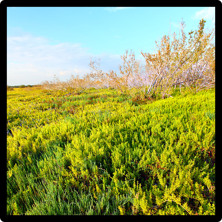 Coastal prairie of Everglades National Park dominated by saltwort (Batis Maritima)