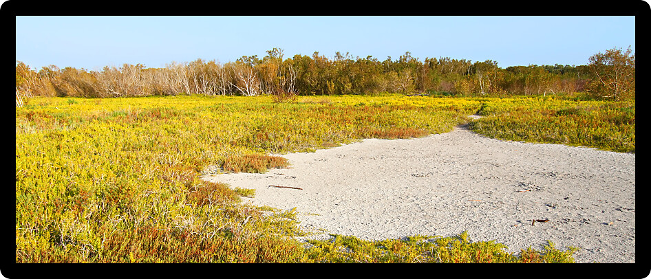 Coastal prairie of Everglades National Park dominated by saltwort (Batis Maritima)