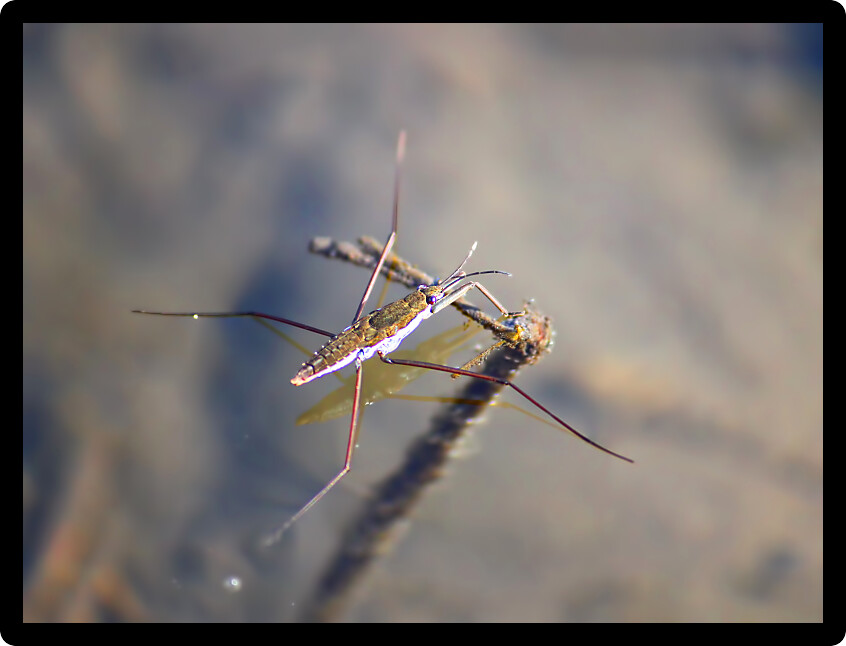 Common Water Strider (Gerris regimis) in a wetland of northern Illinois.