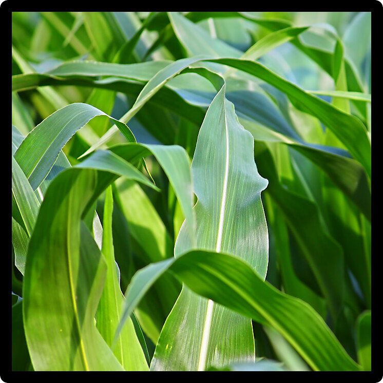 Background image of an Illinois cornfield.