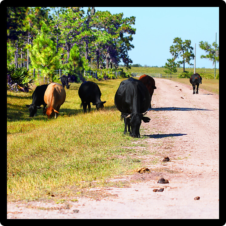Cows graze on grass in a field of central Florida.
