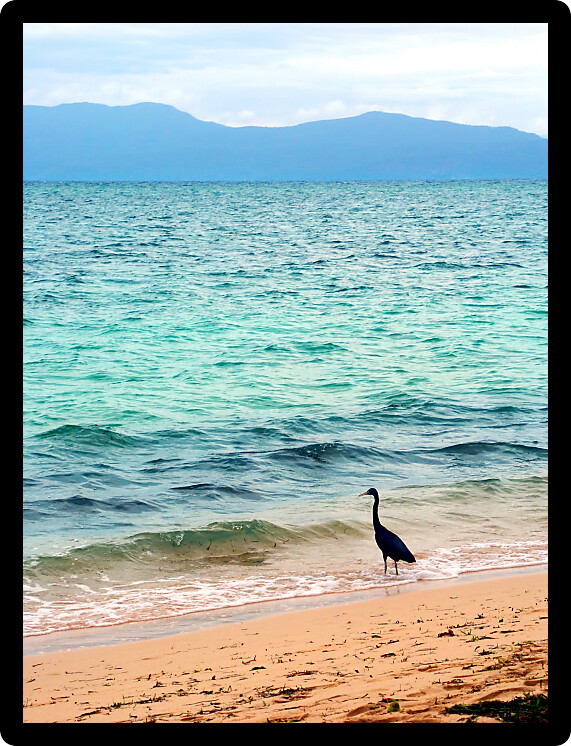 Eastern Reef Egret (Ardea sacra) on Green Island National Park of Australia.