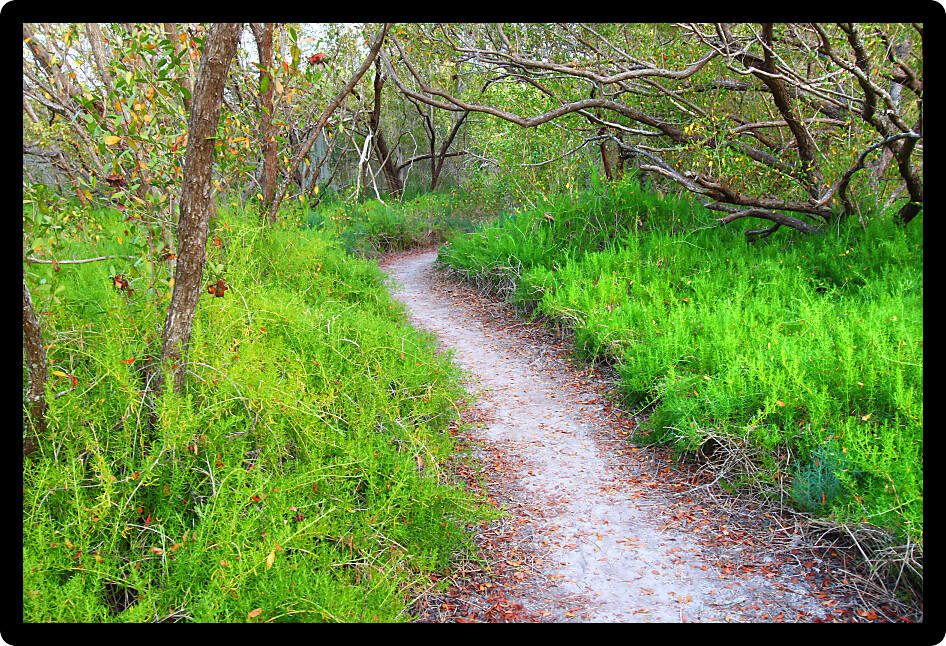 Coastal Prairie Trail in Everglades National Park of Florida.