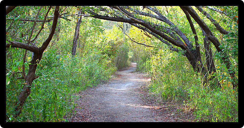 Trail winds through dense vegetation at Everglades National Park of Florida.