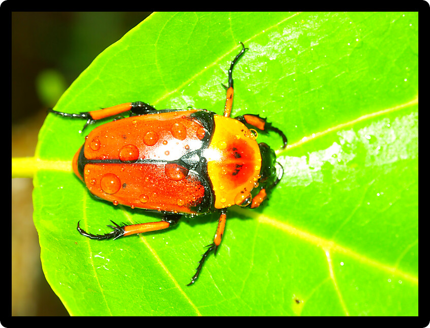 Flower Beetle in a natural environment of Queensland Australia.