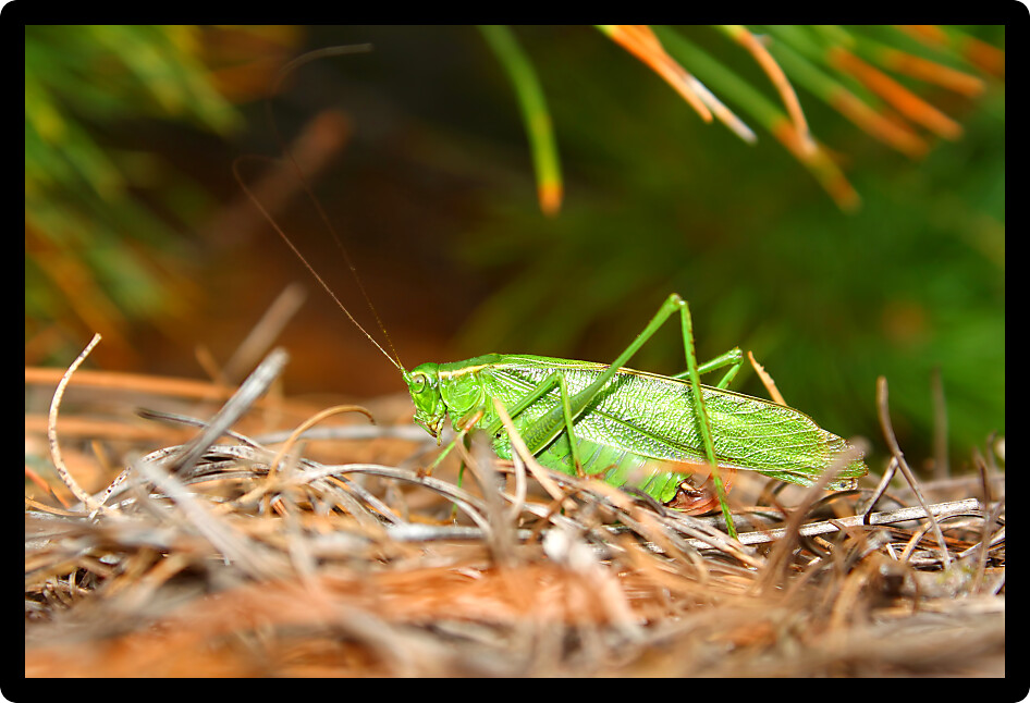 Fork-tailed Bush Katydid (Scudderia furcata) in the Northern Highland American Legion State Forest of Wisconsin.