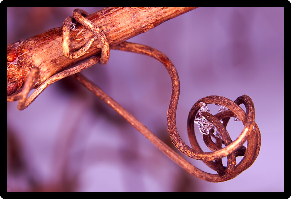 Interesting helical vine in northern Illinois.