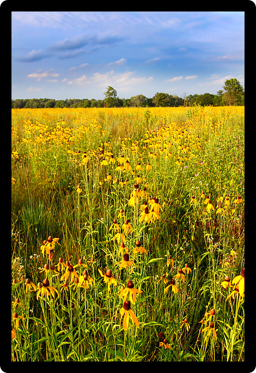 Prairie flowers bloom in vibrant sunlight in northern Illinois.