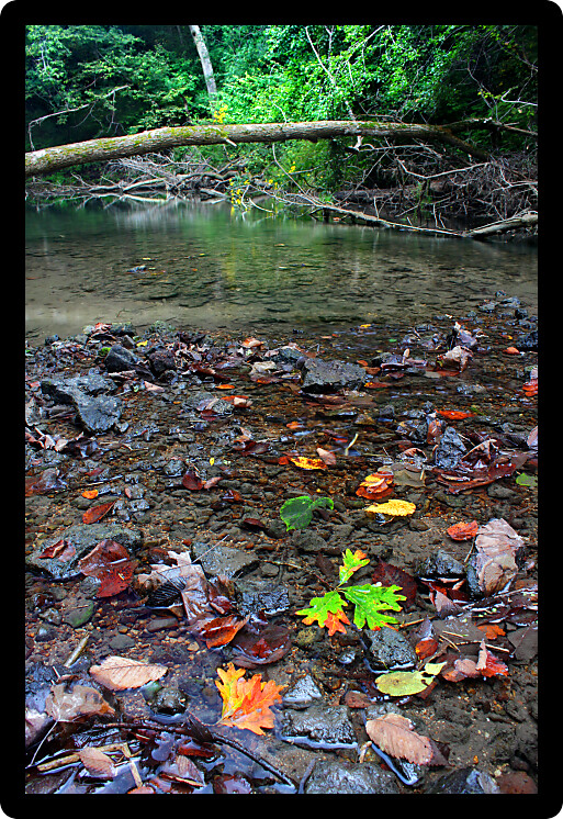 Kinnikinnick Creek flows through dense forests of northern Illinois.