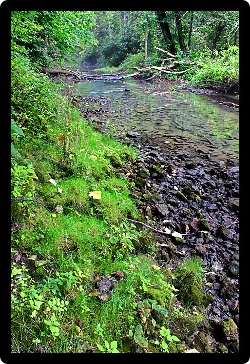 Kinnikinnick Creek flows through dense forests of northern Illinois.