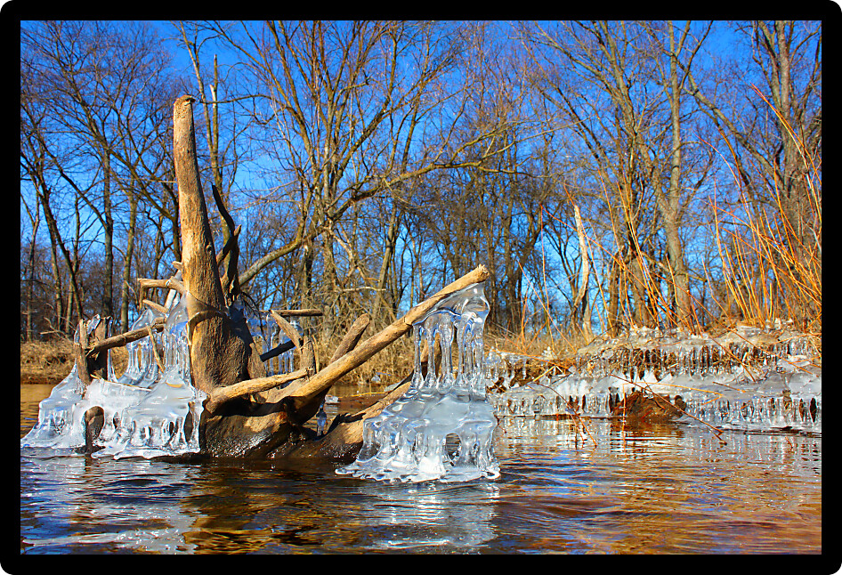 Natural ice sculptures along the Kishwaukee River in northern Illinois.