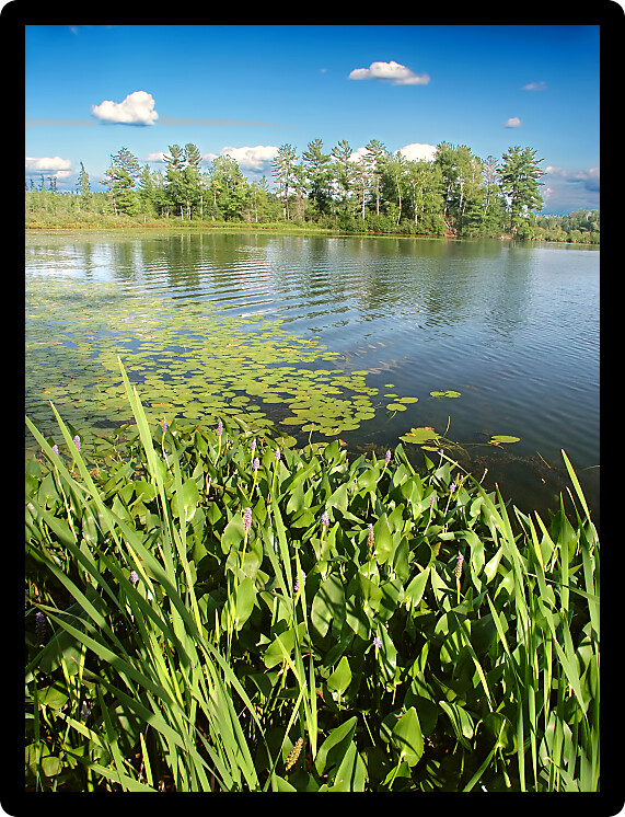 Emergent aquatic vegetation along Little Bearskin Lake of northwoods Wisconsin.