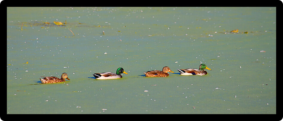 Mallard Ducks (Anas platyrhynchos) float through backwaters of Olson Lake in northern Illinois.