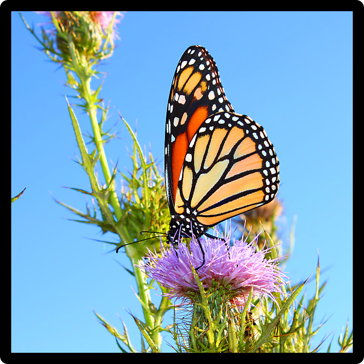 Monarch Butterfly (Danaus plexippus) on a thistle flower in northern Illinois.