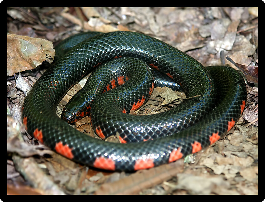 Mud Snake (farancia abacura) found in a forest of Illinois.