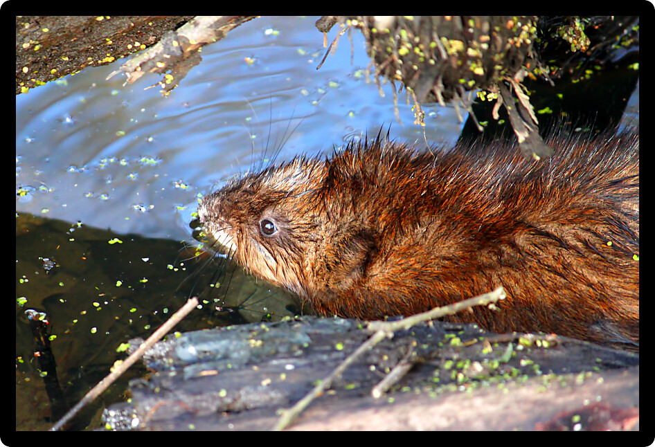 Muskrat (Ondatra zibethicus) sitting in the water on a warm spring day in Illinois.