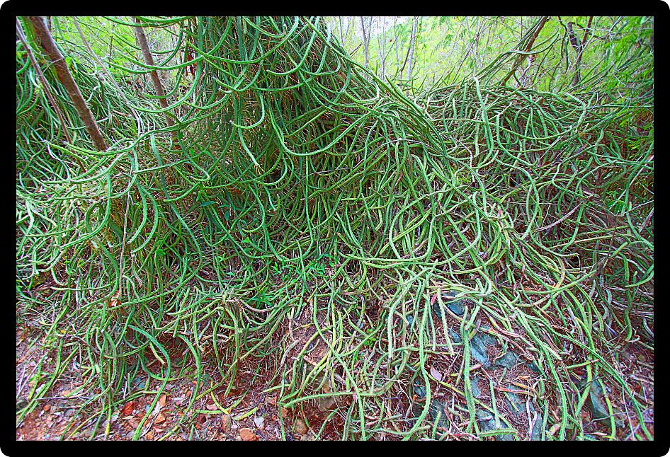 Dense entanglement of Night Blooming Cereus Cactus on Saint John of the US Virgin islands.