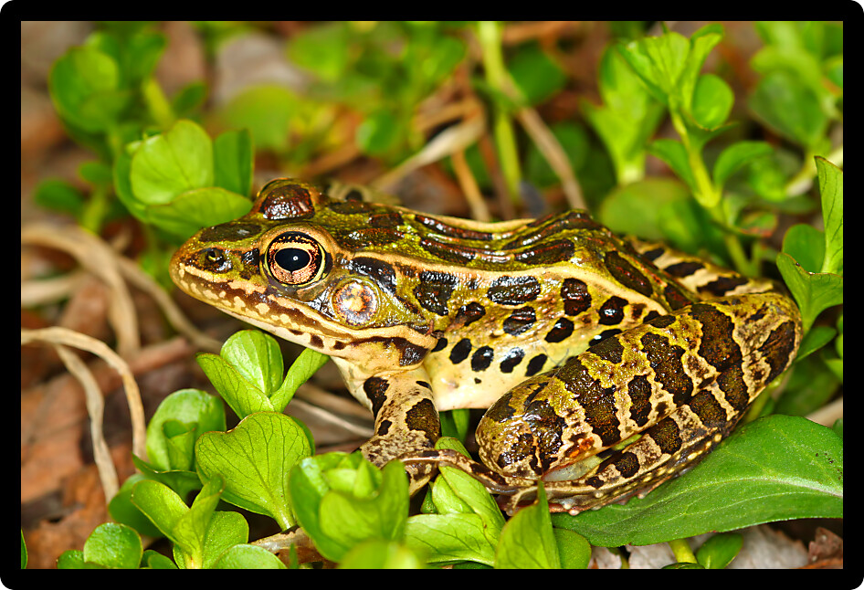 Northern Leopard Frog (Rana pipiens) inhabiting a nature area of northern Illinois.
