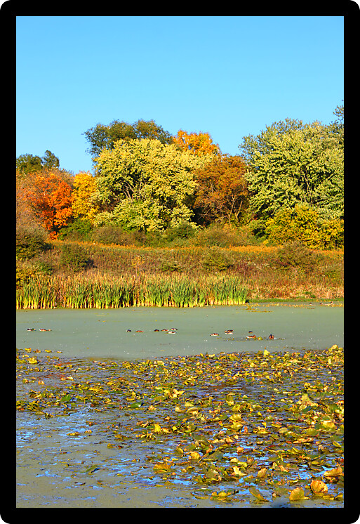 Colorful shoreline of Olson Lake in Rock Cut State Park of Illinois.