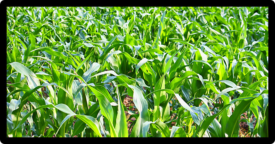 Panoramic background image of an Illinois cornfield.