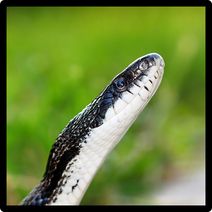 Rat Snake on a summer day in an Illinois natural area.