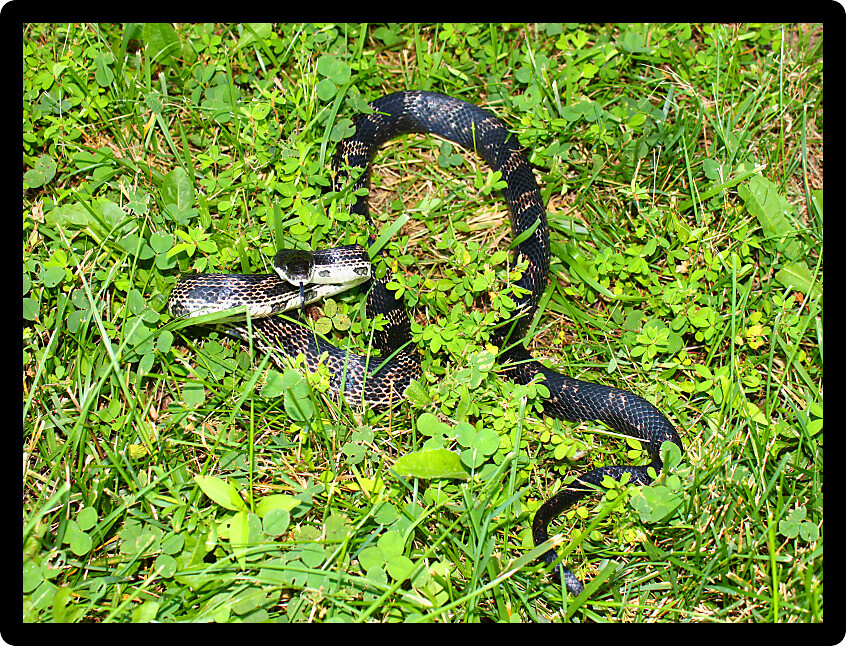 Rat Snake on a summer day in an Illinois natural area.