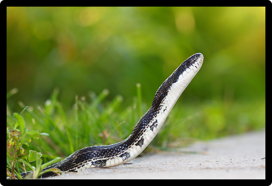 Rat Snake on a walking path through an Illinois environment.