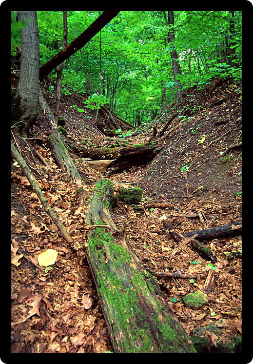 Deciduous forest scenery at Rockford Rotary Forest Preserve in northern Illinois.