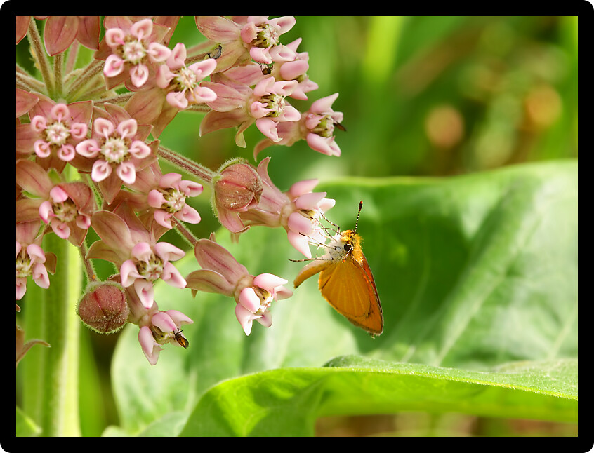 Skipper butterfly on a flower in a prairie of Illinois.