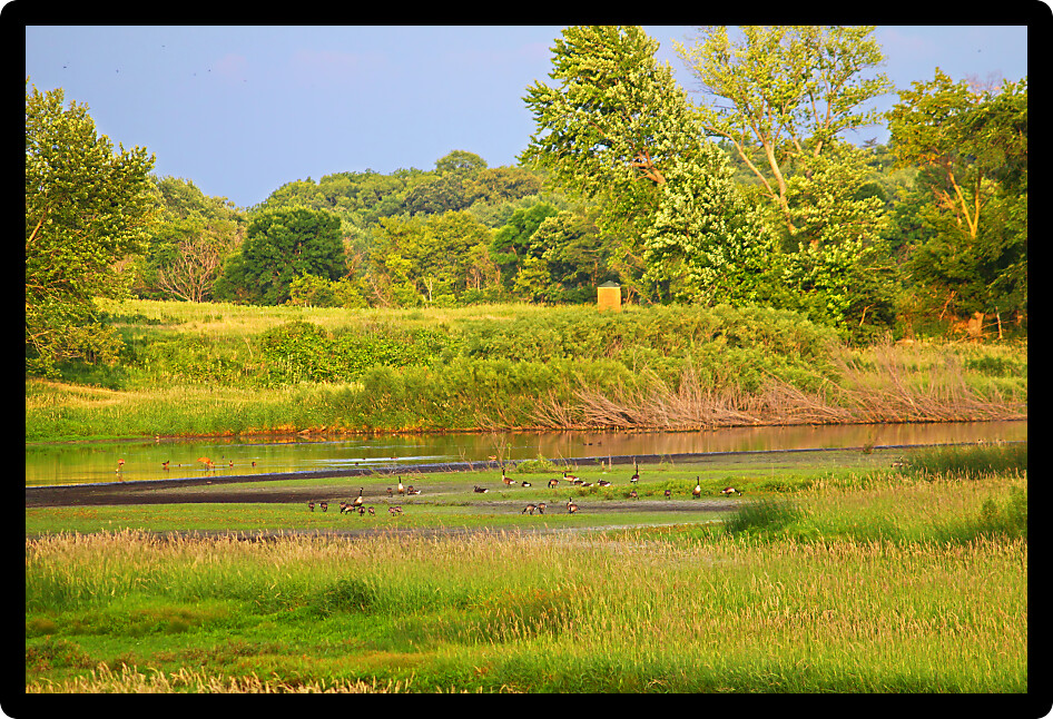 Canada Geese (Branta canadensis) in a wetland restoration of northern Illinois.