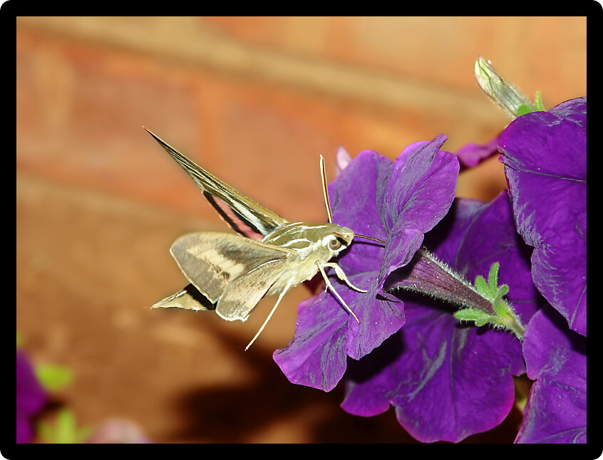 White-lined Sphinx (Hyles lineata) feeds on nectar of a garden flower in Illinois.