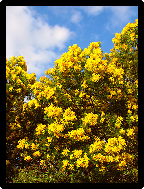 Bright yellow flowers of an Acacia Tree at Tower Hill State Game Reserve in Australia.