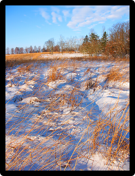 Snow covered prairie scene at Allerton Park in central Illinois.