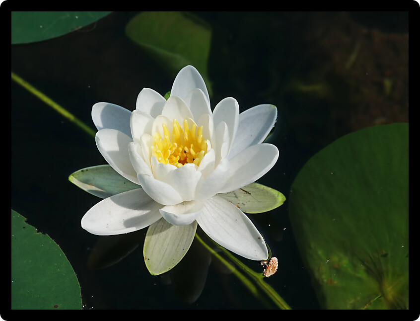 American White Water Lily (Nymphaea odorata) in a Wisconsin Northwoods Lake.