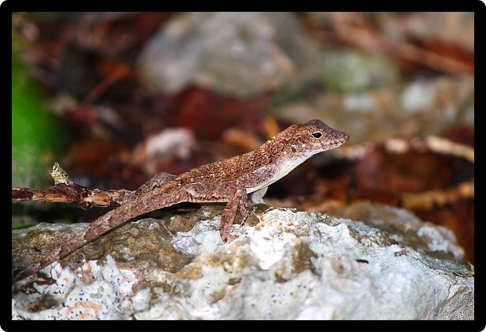 Anole lizards inhabit many areas on the island of Puerto Rico.