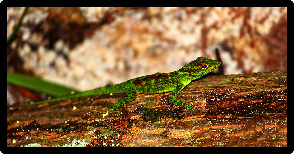 Anoles inhabit natural areas of Puerto Rico.