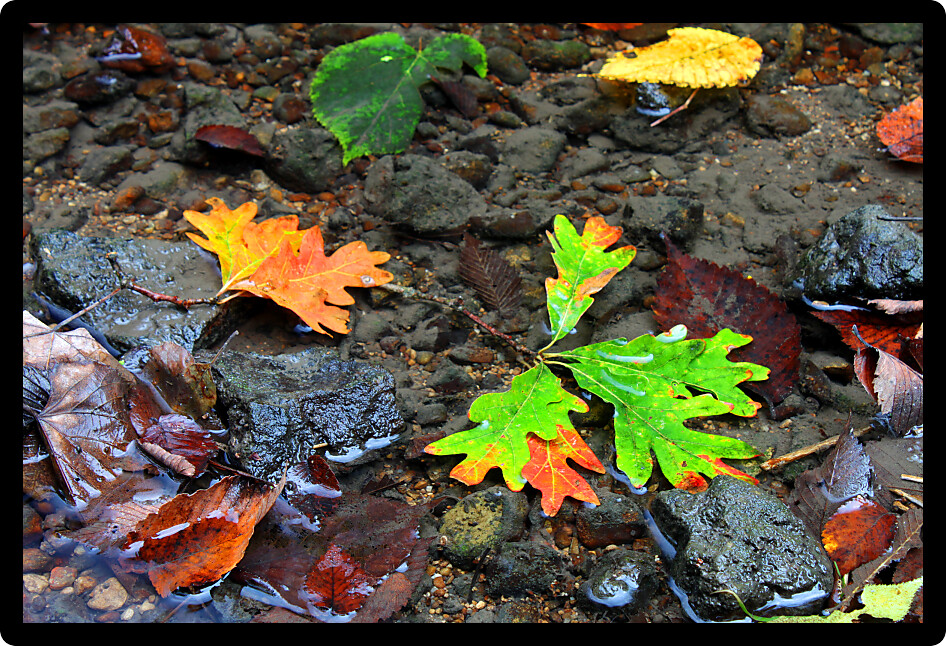 Brightly colored leaves float down Kinnikinnick Creek in northern Illinois.