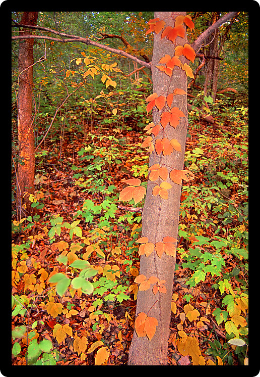 Colorful fall foliage in a deciduous forest in northern Illinois.