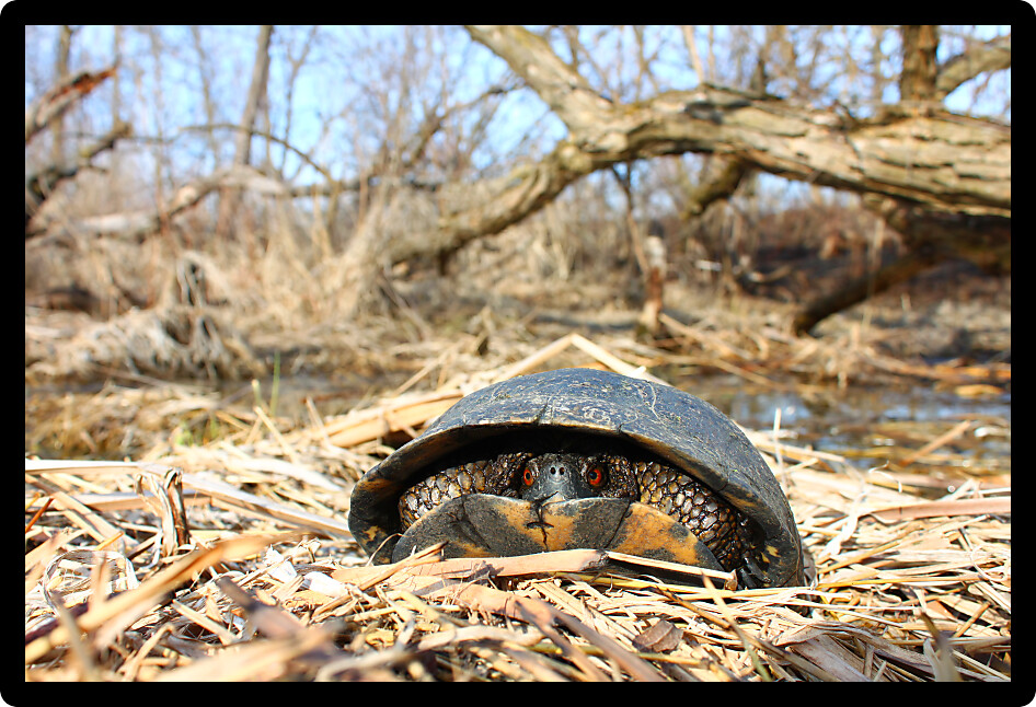 Blandings Turtle (Emydoidea blandingii) is considered an endangered species in the state of Illinois.