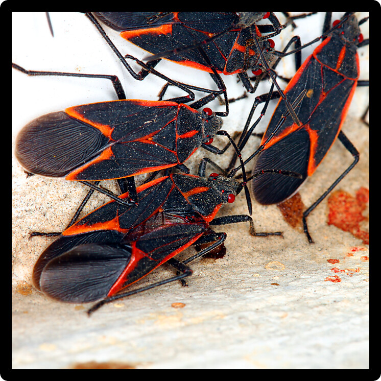 Gathering of Boxelder Bugs (Boisea trivittata) on a spring day in Illinois.