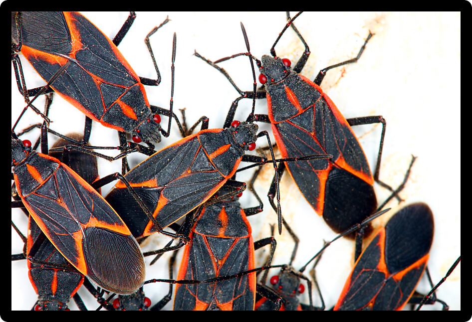 Gathering of Boxelder Bugs (Boisea trivittata) on a spring day in Illinois.