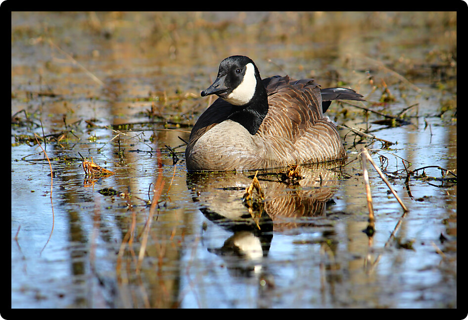 Canada Goose (Branta canadensis) in a wetland of northern Illinois.