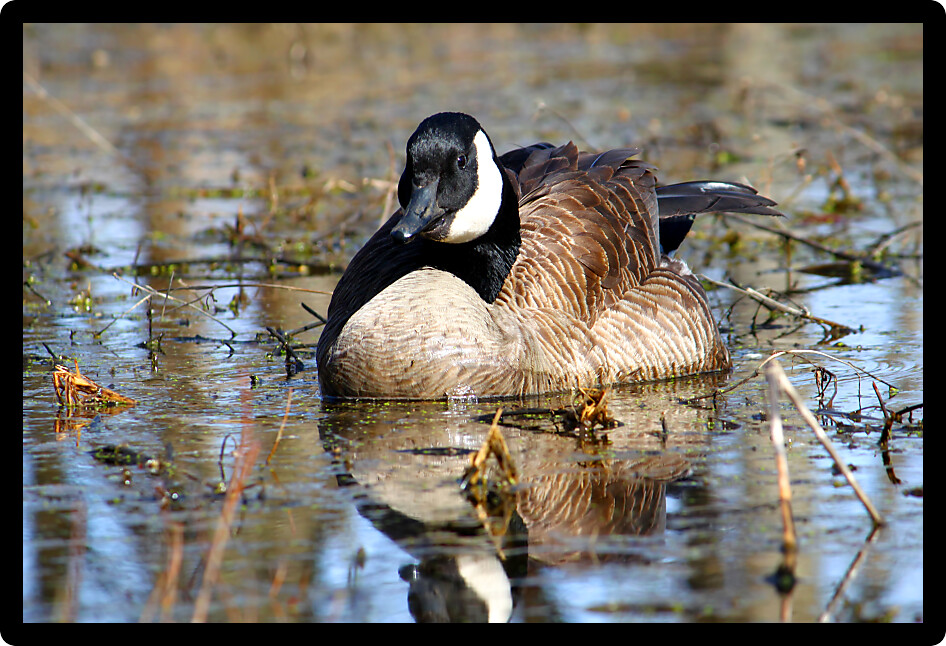 Canada Goose (Branta canadensis) inhabiting an Illinois wetland.